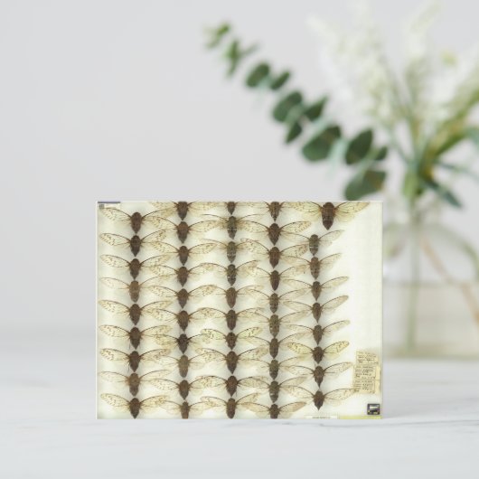 Postkarte mit Cicadas (Stehend Vorderseite)