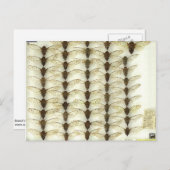 Postkarte mit Cicadas (Vorne/Hinten)