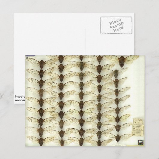 Postkarte mit Cicadas (Vorne/Hinten)