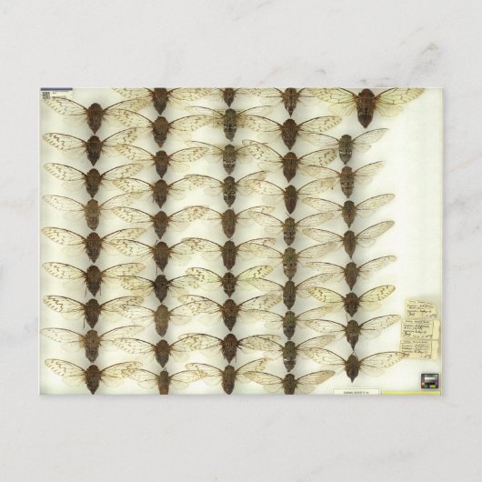 Postkarte mit Cicadas (Vorderseite)