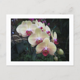 Postkarte mit Creme und rosa Orchideen