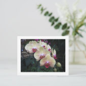 Postkarte mit Creme und rosa Orchideen (Stehend Vorderseite)