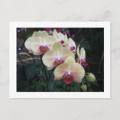 Postkarte mit Creme und rosa Orchideen (Vorderseite)