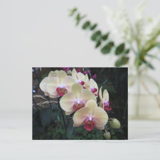 Postkarte mit Creme und rosa Orchideen (Stehend Vorderseite)