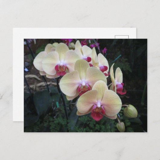 Postkarte mit Creme und rosa Orchideen (Vorne/Hinten)