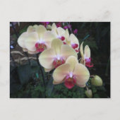 Postkarte mit Creme und rosa Orchideen (Vorderseite)