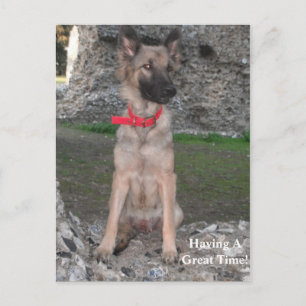 Postkarte mit deutschem Schäfer Burg Ruin