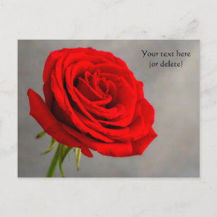 Postkarte mit einer roten Rose