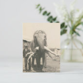 Postkarte mit Elefant mit Mädchen im Maul (Stehend Vorderseite)