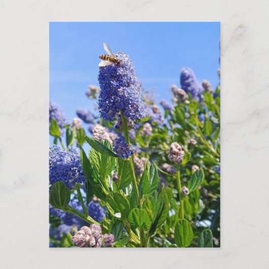 Postkarte mit Fliederblumen im englischen Garten (Vorderseite)