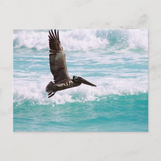 Postkarte mit fliegendem Pelikan gegen das Wasser (Vorderseite)