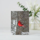 Postkarte mit Foto männlichen Kardinals (Stehend Vorderseite)