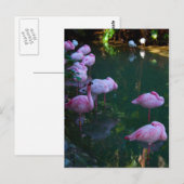 Postkarte mit Foto von rosa Flamingos (Vorne/Hinten)