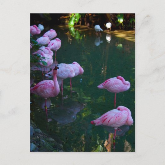 Postkarte mit Foto von rosa Flamingos (Vorderseite)