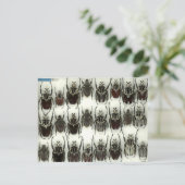 Postkarte mit Goliath-Käfer (Stehend Vorderseite)