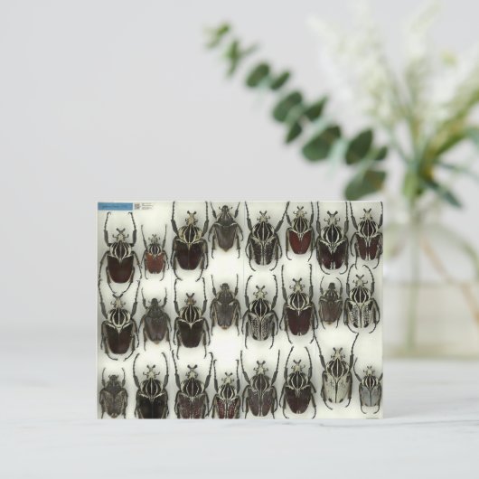 Postkarte mit Goliath-Käfer (Stehend Vorderseite)