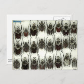 Postkarte mit Goliath-Käfer (Vorne/Hinten)