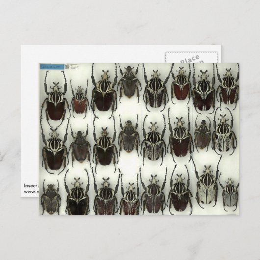 Postkarte mit Goliath-Käfer (Vorne/Hinten)