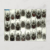 Postkarte mit Goliath-Käfer (Vorderseite)