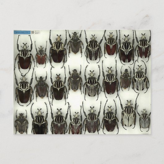 Postkarte mit Goliath-Käfer (Vorderseite)