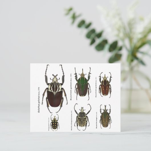 Postkarte mit Goliath-Käfer (Stehend Vorderseite)
