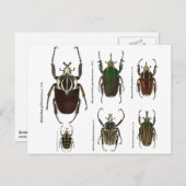 Postkarte mit Goliath-Käfer (Vorne/Hinten)