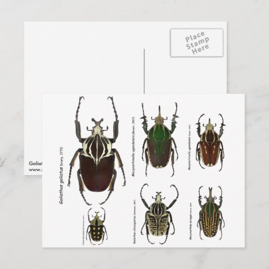 Postkarte mit Goliath-Käfer (Vorne/Hinten)