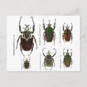 Postkarte mit Goliath-Käfer (Vorderseite)