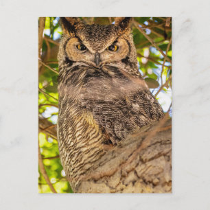 Postkarte mit Großem Uhu   Naturfoto von Wildtiere