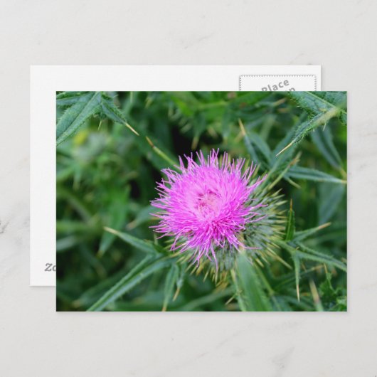 Postkarte mit lebendigem Siegel. (Vorne/Hinten)