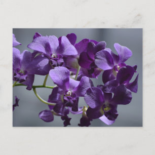 Postkarte mit lila Orchideen