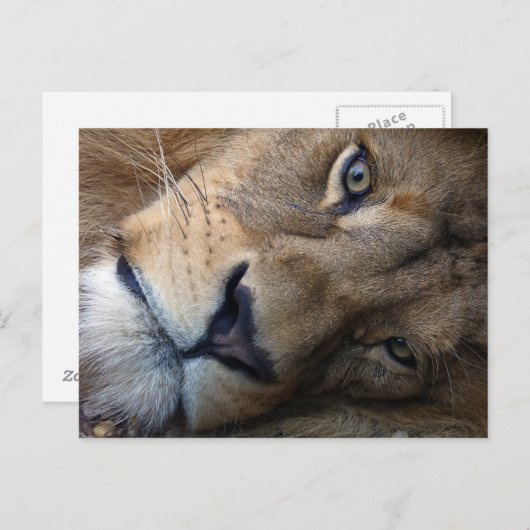 Postkarte mit Löwe (Vorne/Hinten)