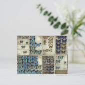 Postkarte mit Lycaenidae-Schmetterlingen (Stehend Vorderseite)