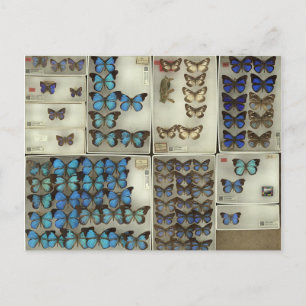 Postkarte mit Lycaenidae-Schmetterlingen