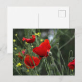 Postkarte mit Mohnblumen in der Natur (Vorne/Hinten)
