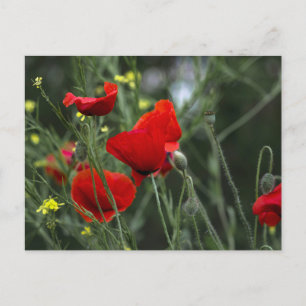 Postkarte mit Mohnblumen in der Natur