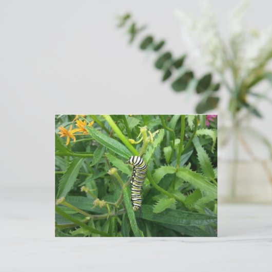 Postkarte mit Monarch Butterfly-Raupe (Stehend Vorderseite)