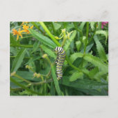Postkarte mit Monarch Butterfly-Raupe (Vorderseite)
