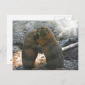 Postkarte mit niedlichen Murmeltierpaaren (Vorne/Hinten)