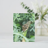 Postkarte mit Raupe des RiesenFracks (Stehend Vorderseite)