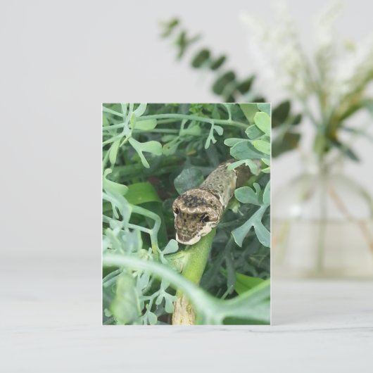 Postkarte mit Raupe des RiesenFracks (Stehend Vorderseite)