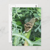 Postkarte mit Raupe des RiesenFracks (Vorne/Hinten)