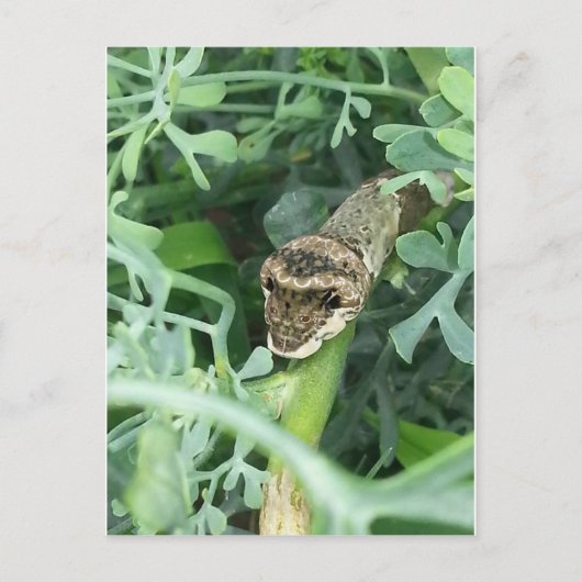 Postkarte mit Raupe des RiesenFracks (Vorderseite)