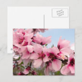 Postkarte mit rosa blendender Zweigstelle (Vorne/Hinten)