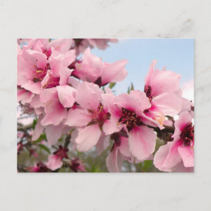 Postkarte mit rosa blendender Zweigstelle