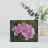 Postkarte mit rosa Hortensienblüte (Stehend Vorderseite)