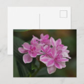 Postkarte mit rosa Hortensienblüte (Vorne/Hinten)