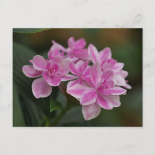 Postkarte mit rosa Hortensienblüte