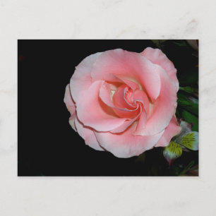 Postkarte mit rosa Rosenankündigung