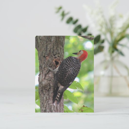 Postkarte mit rotem Bauch (Stehend Vorderseite)